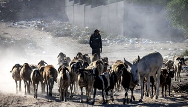 راعي يرعى قطيعاً من الأغنام بالقرب من بيت لاهيا في شمال قطاع غزة (أ ف ب). 