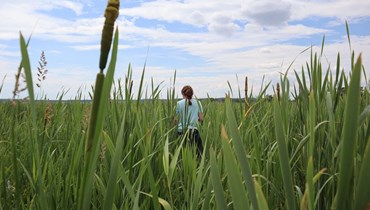 عالمة الأحياء ميلينه بريندل تقف وسط القصب في منطقة مستنقع أعيد ترطيبها في نيوكالين بالقرب من مالتشين، شمال شرق ألمانيا (15 تموز 2023 - أ ف ب).