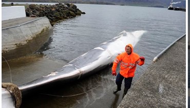 أيسلندا تستأنف صيد الحيتان ذات الزعانف.