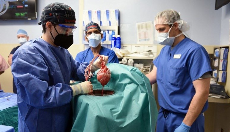 Second-ever Genetically Modified Pig Heart Transplant Performed on Patient