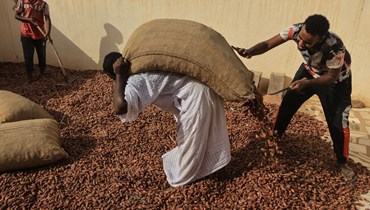 الناس يجمعون التمور في بداية موسم الحصاد في السودان (أ ف ب). 