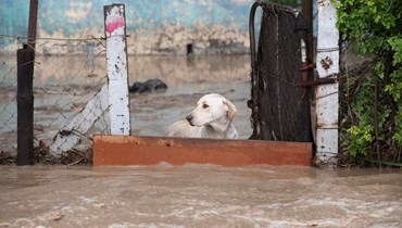 كلب يقف خلف حاجز بينما تتدفّق المياه جرّاء الفيضانات الغزيرة في في حيّ دريفتساندز (أ ف ب). 
