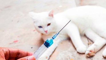  . اختبار لقاح على البشر لعلاج الحساسية من وبر القطط