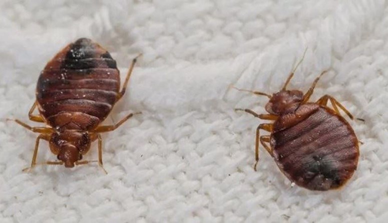 The Spread of Bedbugs in Lebanon: A Growing Concern and Measures for Control