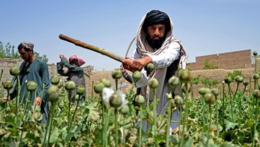 عناصر أمن طالبان يدمرون مزرعة للخشخاش في قرية شير سورخ بإقليم قندهار (11 نيسان 2023، أ ف ب).