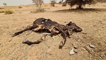 جثة متحللة لبقرة ماتت عطشا في أحد الحقول بمنطقة ود حامد بالسودان (30 حزيران 2023، أ ف ب). 