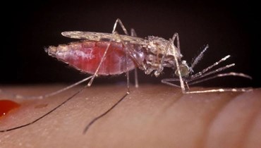 البعوض ناقل مرض الملاريا.