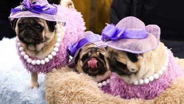 صورة تعبيرية- كلاب البغ تشارك في حدث Meet the Breeds السنوي الذي ينظمه نادي American Kennel Club في نيويورك (28 ك2 2024، ا ف ب).
