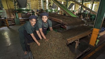 مصنع شاي في سري لانكا.