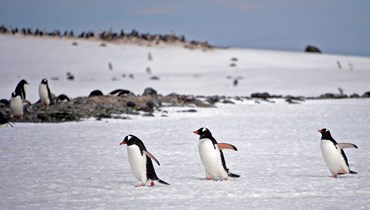 طيور البطريق في القطب الجنوبي.
