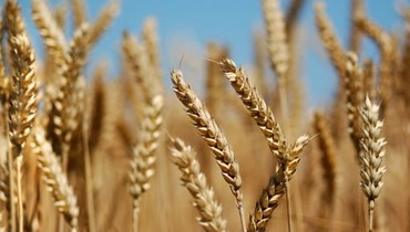 هيئة القضايا متمسكة بموقف وزارة الزراعة 
الرافض توزيع القمح للاستهلاك