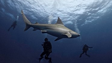 مجموعة من الغواصين تسبح مع سمكة قرش قبالة جوبيتر بفلوريدا (24 شباط 2024، أ ف ب).