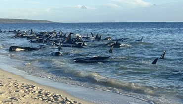بالصور- جهود لإنقاذ نحو 140 من "الحيتان الطيارة" علقت على الساحل الغربي لأوستراليا