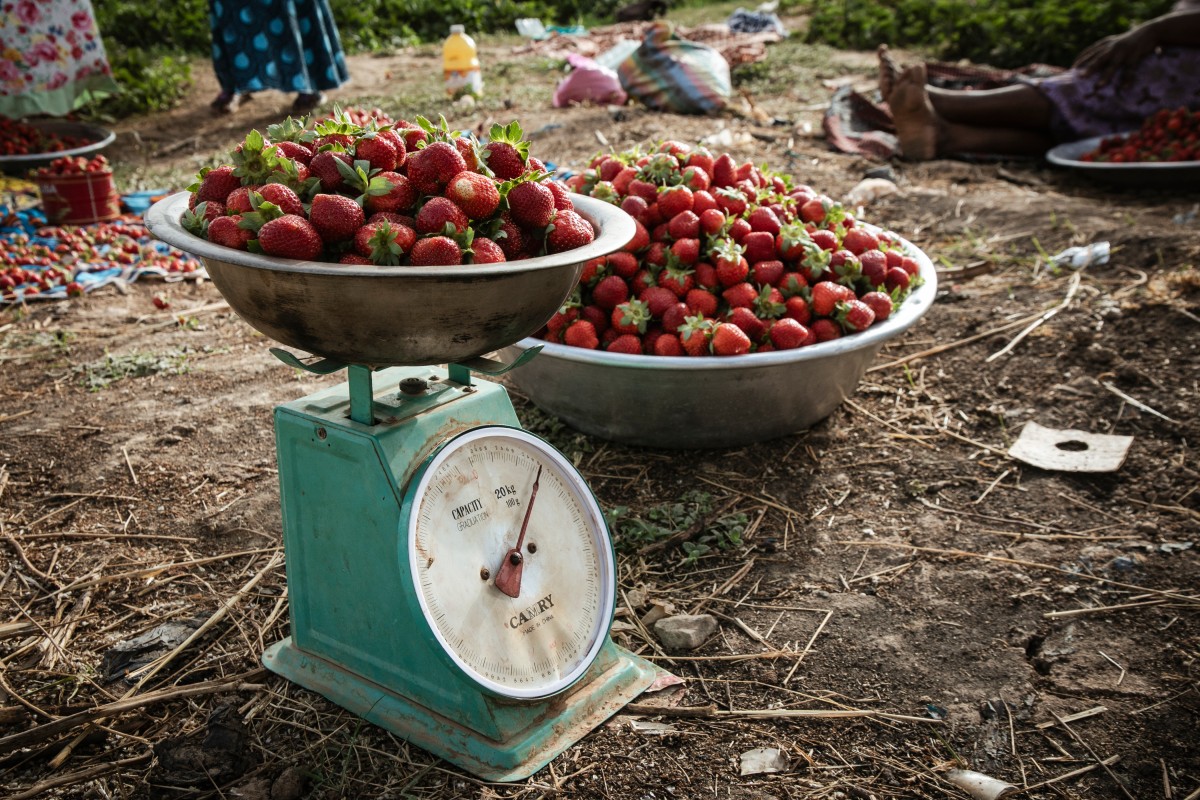 الفراولة... ذهب أحمر للمزارعين في بوركينا فاسو