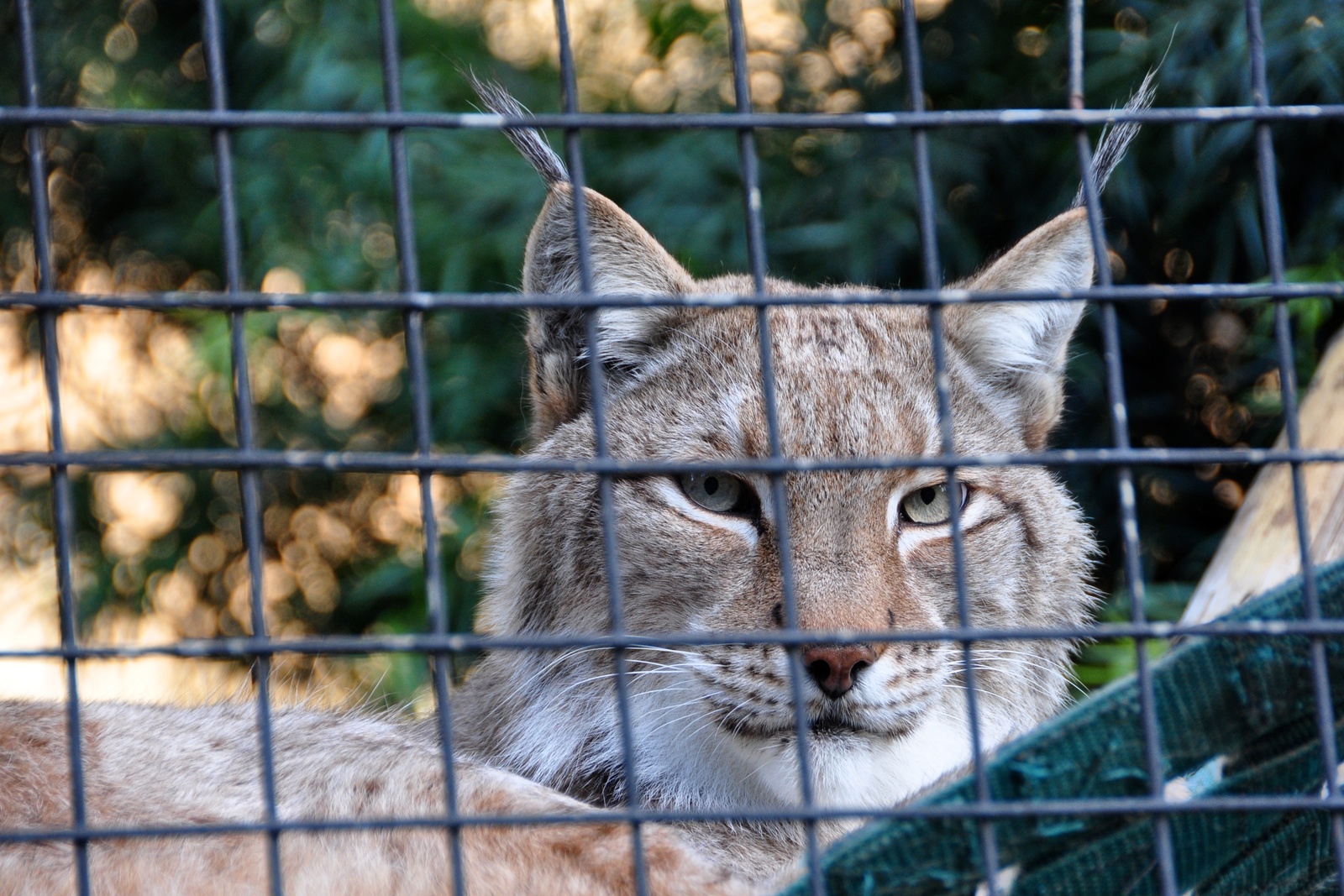 عودة الوشق الأيبيري إلى التكاثر بعد طول غياب