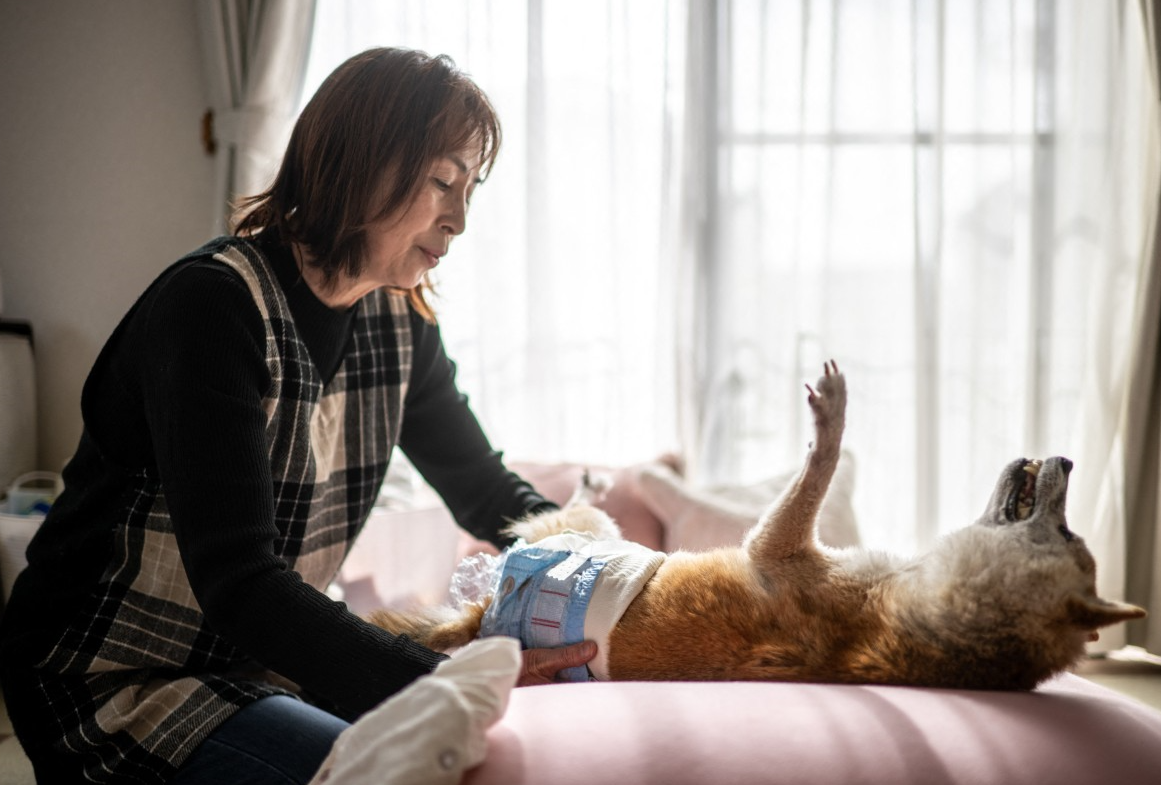 الكلبة كابوسو ملهمة عملة دوجكوين الإفتراضية تفارق الحياة في اليابان