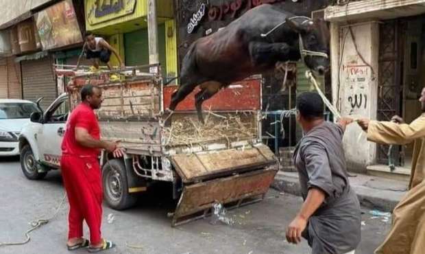 16 ألف مصاب في تركيا في أول أيام الأضحى بسبب نطحة عجل 