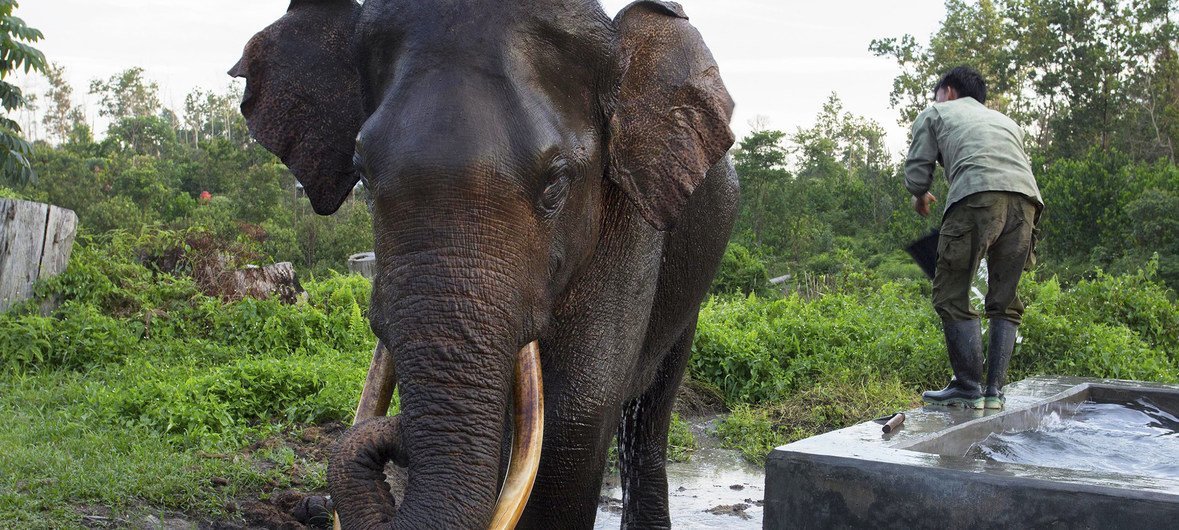 مهدد بالإنقراض... فيل بورنيو الآسيوي على القائمة الحمراء