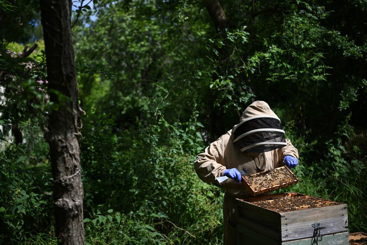 بريطانيا تواجه العسل المغشوش بتقنيات الليزر... الخطر لا يأتي من النحل 