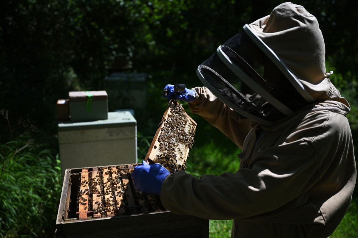 بريطانيا تواجه العسل المغشوش بتقنيات الليزر... الخطر لا يأتي من النحل 
