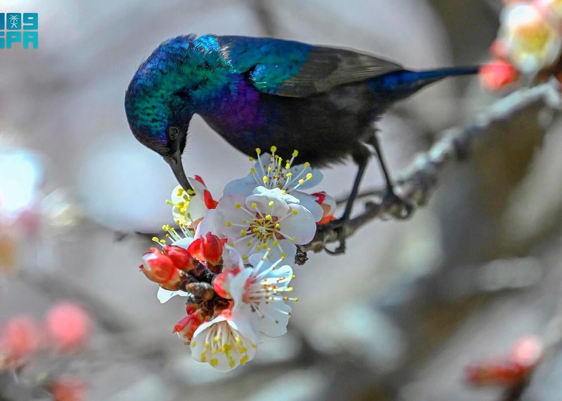 الطيور في السعودية... هجرات موسمية يعززها غطاء عسير النباتي الكثيف