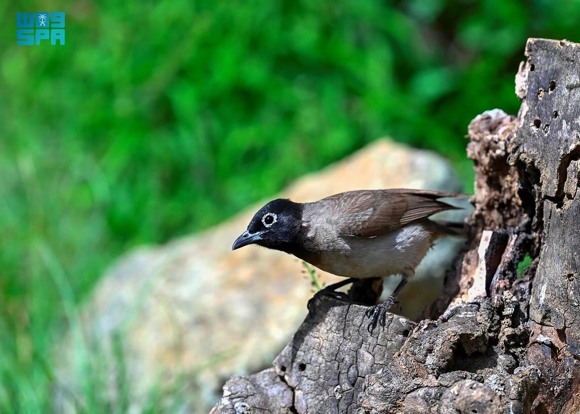 الطيور في السعودية... هجرات موسمية يعززها غطاء عسير النباتي الكثيف