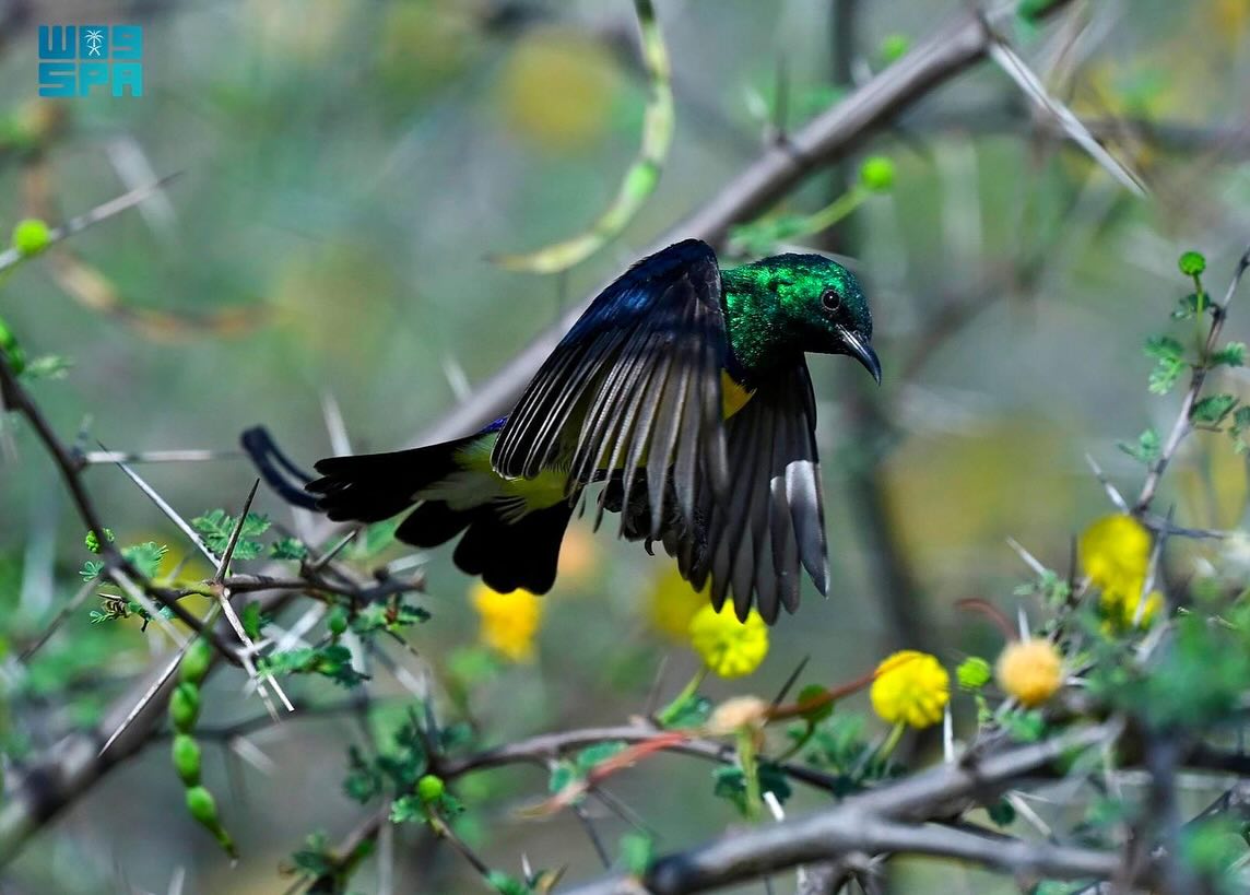 الطيور في السعودية... هجرات موسمية يعززها غطاء عسير النباتي الكثيف