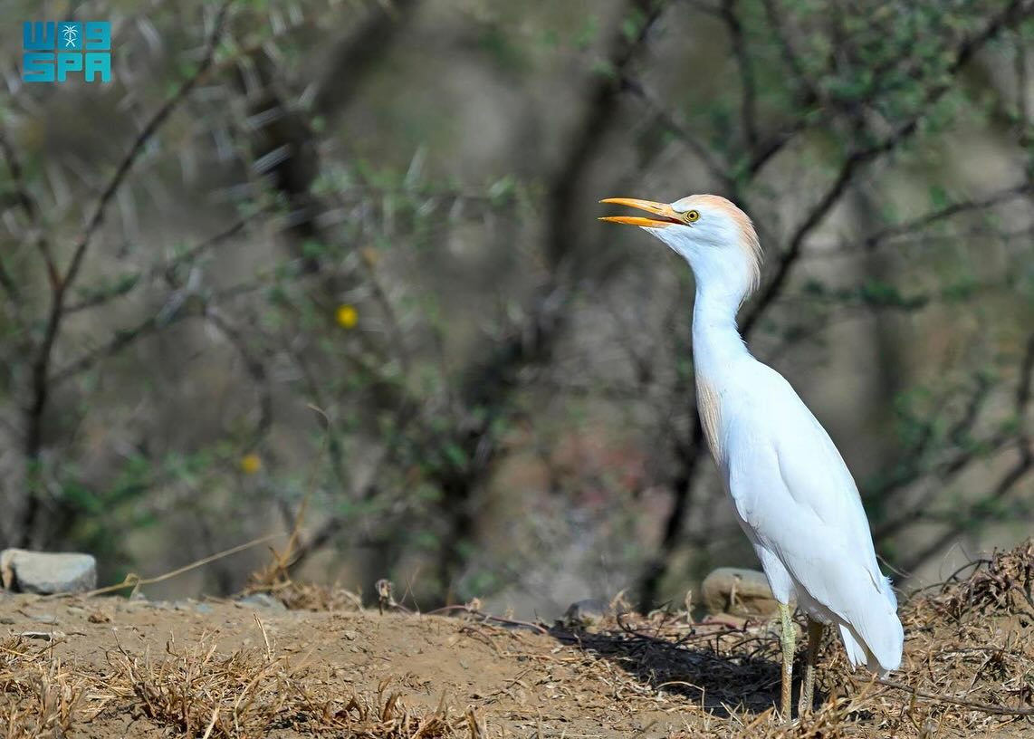 الطيور في السعودية... هجرات موسمية يعززها غطاء عسير النباتي الكثيف