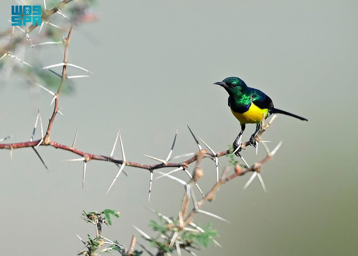 الطيور في السعودية... هجرات موسمية يعززها غطاء عسير النباتي الكثيف