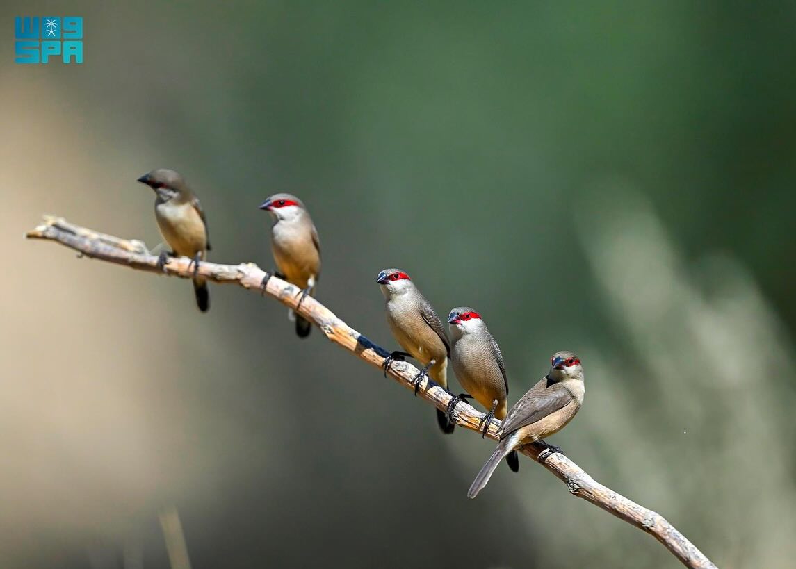 الطيور في السعودية... هجرات موسمية يعززها غطاء عسير النباتي الكثيف