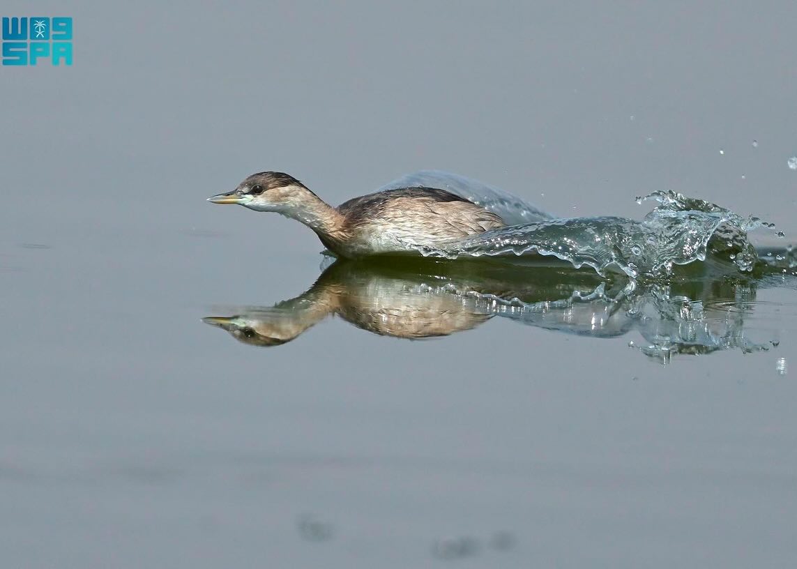 الطيور في السعودية... هجرات موسمية يعززها غطاء عسير النباتي الكثيف