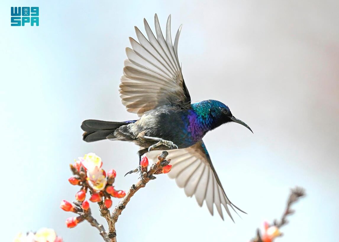 الطيور في السعودية... هجرات موسمية يعززها غطاء عسير النباتي الكثيف