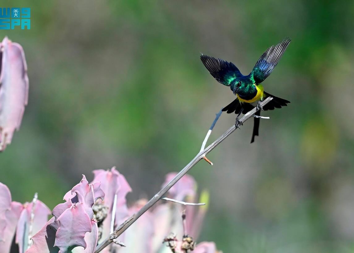 الطيور في السعودية... هجرات موسمية يعززها غطاء عسير النباتي الكثيف