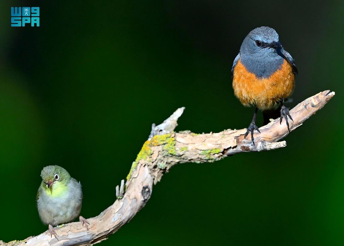 الطيور في السعودية... هجرات موسمية يعززها غطاء عسير النباتي الكثيف