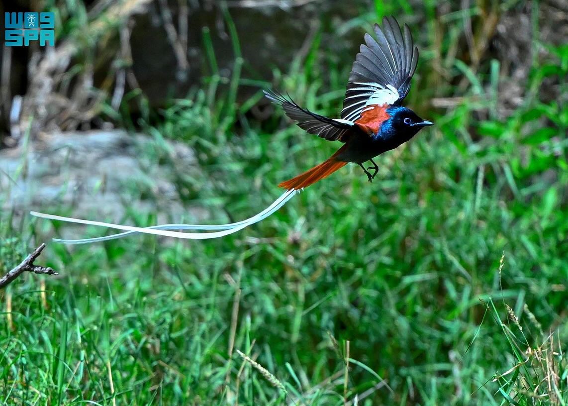 الطيور في السعودية... هجرات موسمية يعززها غطاء عسير النباتي الكثيف